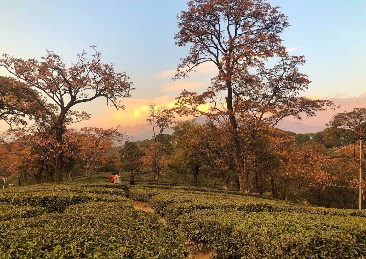 Dharamshala Tea Gardens