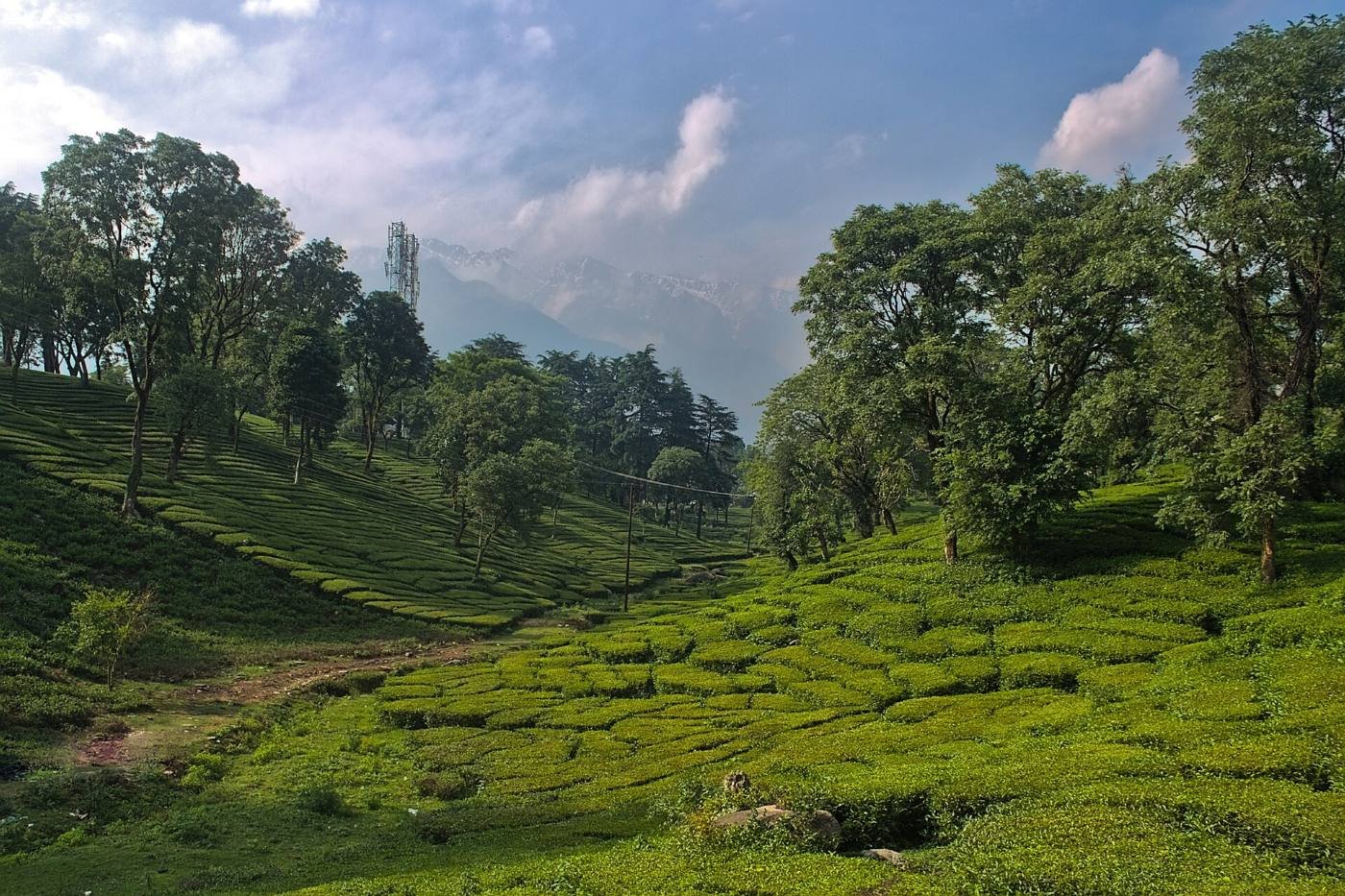 Dharamshala to Palampur Taxi